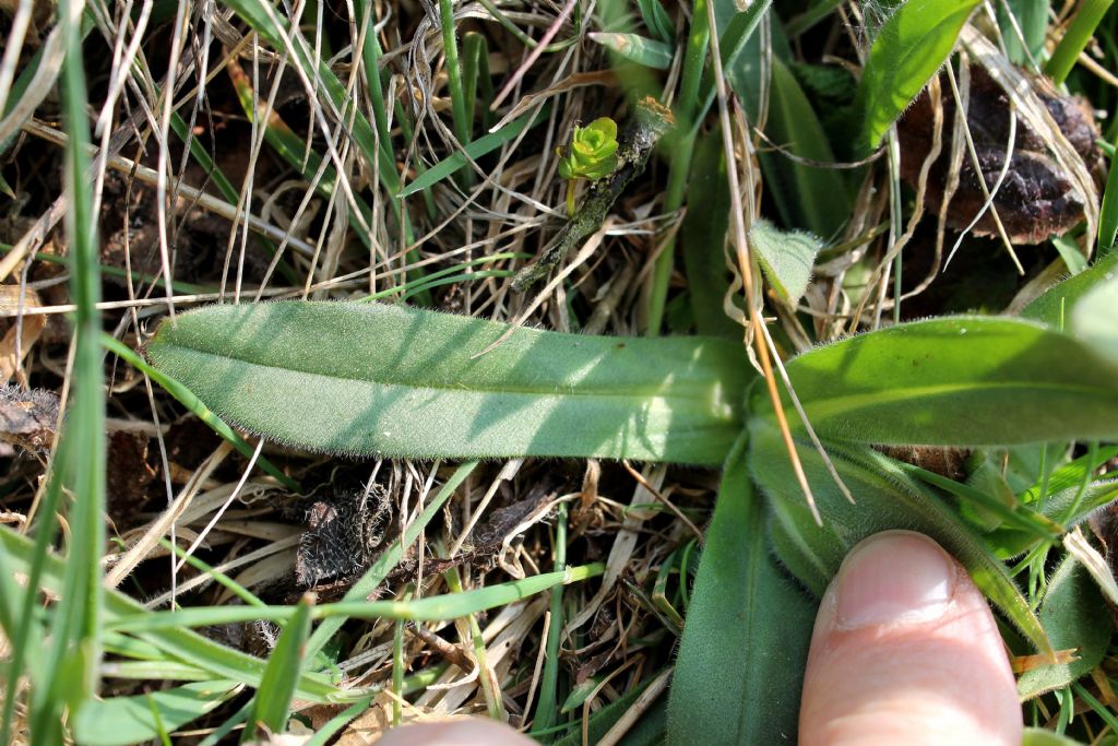 Pulmonaria australis?